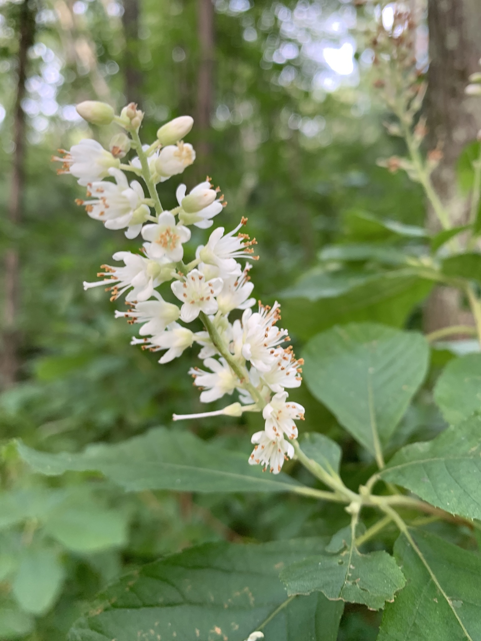 Clethra