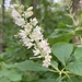 Clethra - Photo (c) terase, some rights reserved (CC BY-NC)