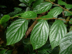 Diospyros liberiensis