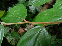 Diospyros liberiensis