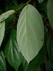 Diospyros liberiensis