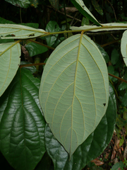 Diospyros liberiensis