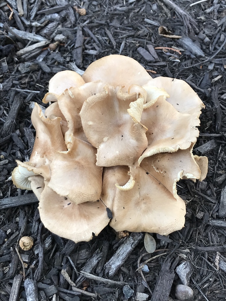Mulch Fieldcap from S Arlington Ridge Rd, Arlington, VA, US on August