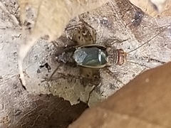 Allonemobius tinnulus