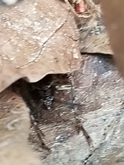 Allonemobius tinnulus