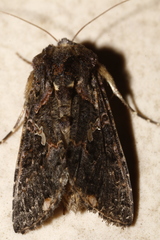 Ctenoplusia limbirena