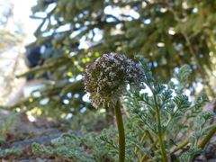 Oreonana purpurascens