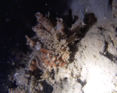 Pusula solandri