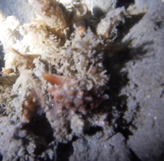Pusula solandri