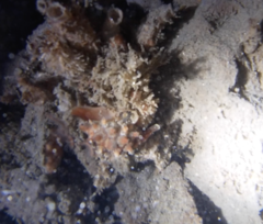 Pusula solandri