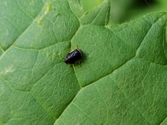 Clastoptera testacea