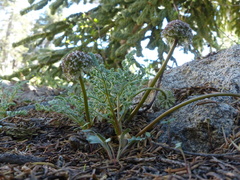 Oreonana purpurascens