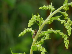 Omalophora pectoralis