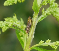 Omalophora pectoralis