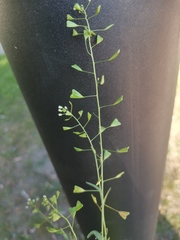 Capsella bursa-pastoris