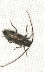 Exocentrus adspersus