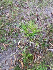 Capsella bursa-pastoris