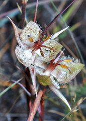 Calochortus tiburonensis