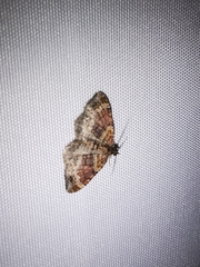 Xanthorhoe spadicearia
