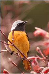 Phoenicurus auroreus