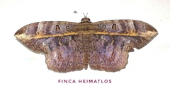 Hemeroblemma ochrolinea