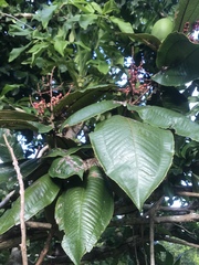 Miconia impetiolaris
