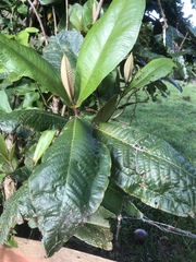 Miconia impetiolaris