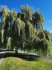 Salix babylonica