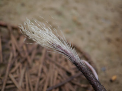 Atherurus africanus