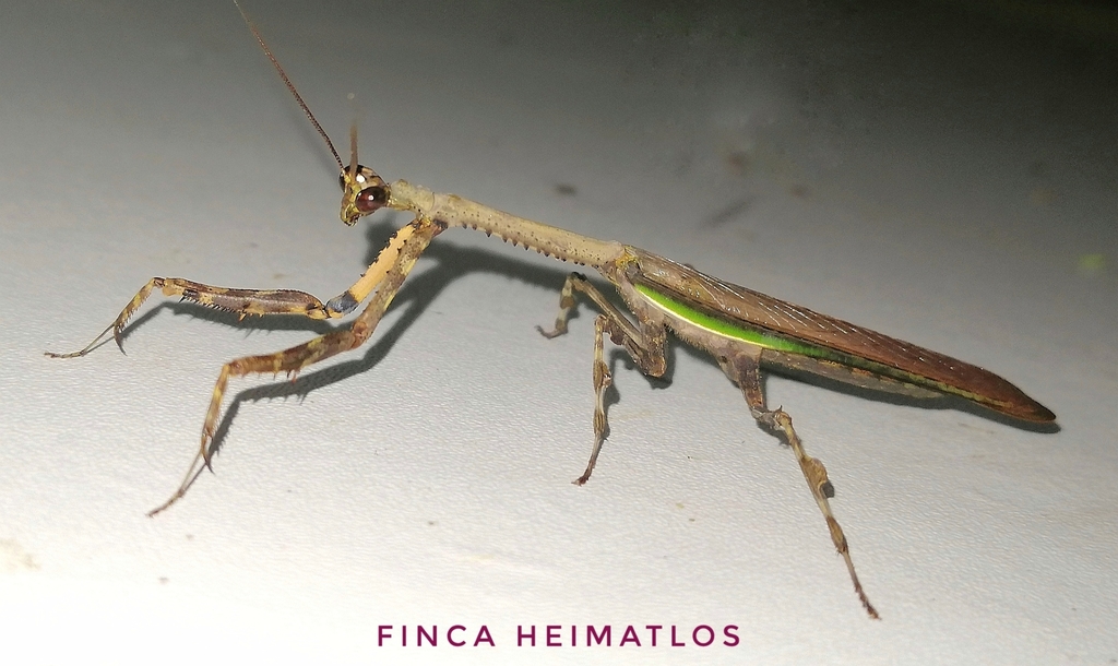 Vates biplagiata
