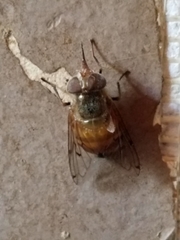 Copestylum haagii