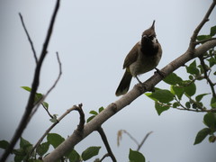 Pycnonotus leucogenys