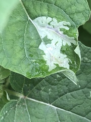 Calycomyza platyptera