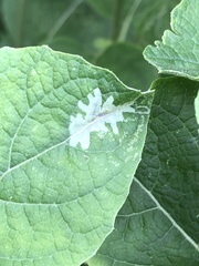 Calycomyza platyptera