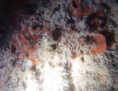 Watersipora subtorquata