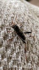 Neoclytus scutellaris