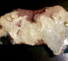 Phymatolithon laevigatum