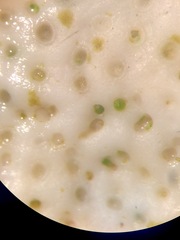 Phymatolithon laevigatum