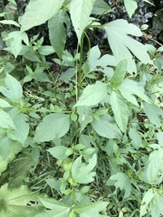 Calycomyza platyptera