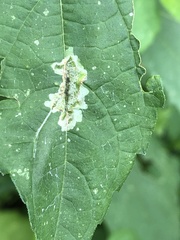 Calycomyza platyptera
