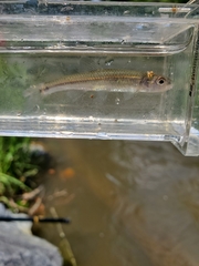 Notropis spectrunculus
