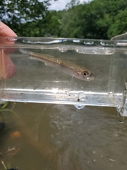 Notropis spectrunculus