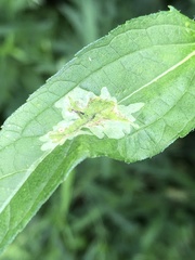 Calycomyza platyptera