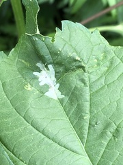 Calycomyza platyptera