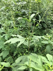 Calycomyza platyptera