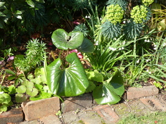 Ligularia reniformis
