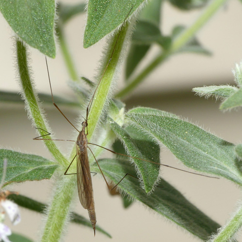 Toxorhina magna Osten Sacken, 1865