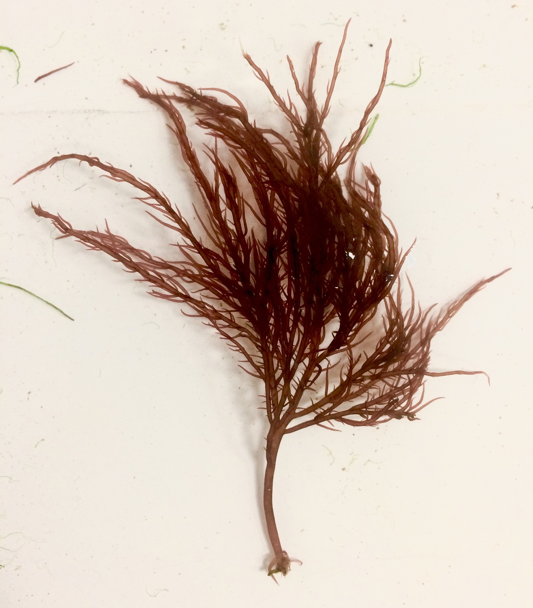 Cystoclonium