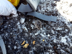 Peromyscus melanotis