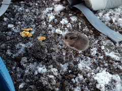 Peromyscus melanotis